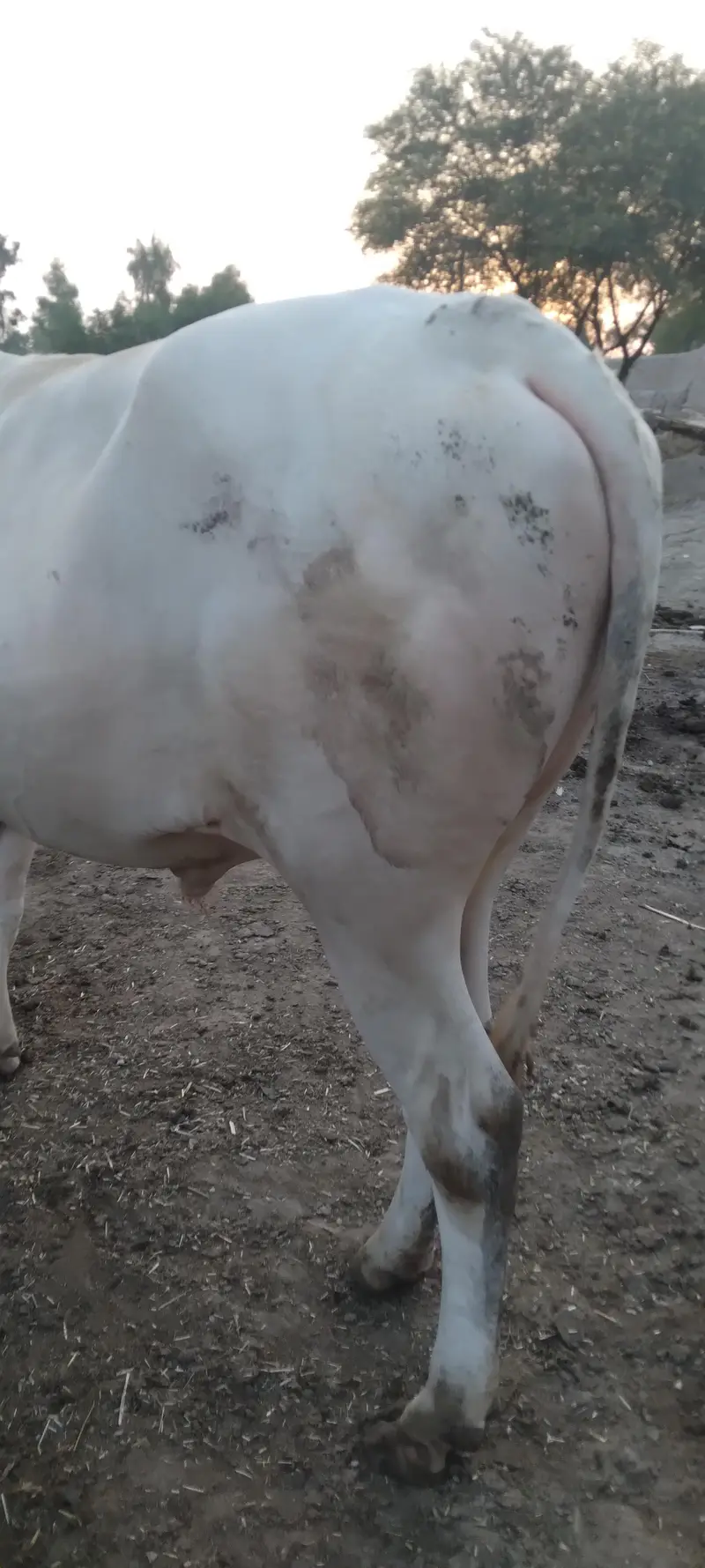 Nukra wacha for Eid 2027 — photo 6