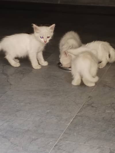 cat baby for sale