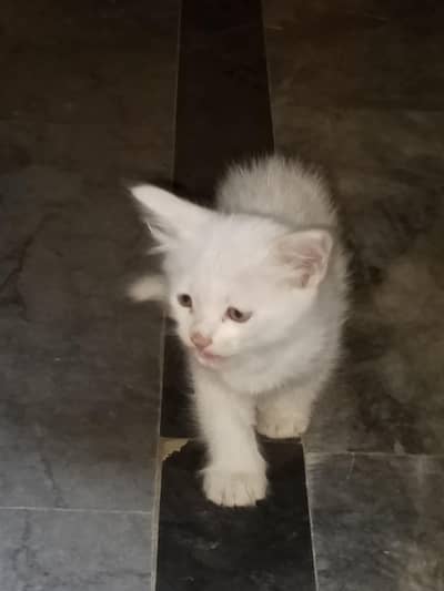 cat baby for sale