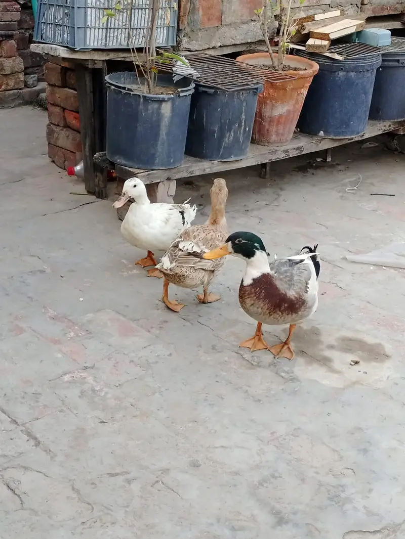 3 Ducks 1 male 2 female urgent sale — photo 2