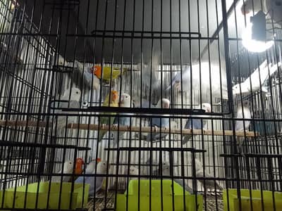 sun conure adult male. with DNA card