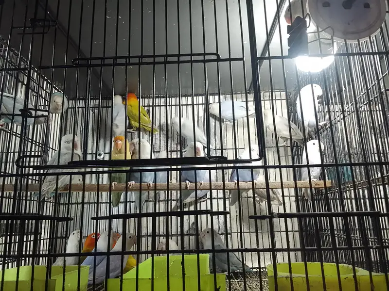 sun conure adult male. with DNA card — photo 3