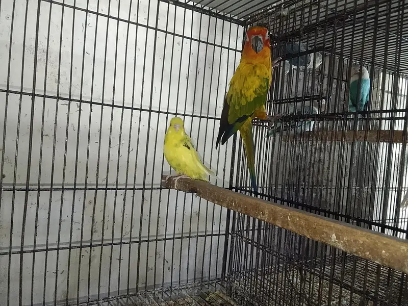 sun conure adult male. with DNA card — photo 4