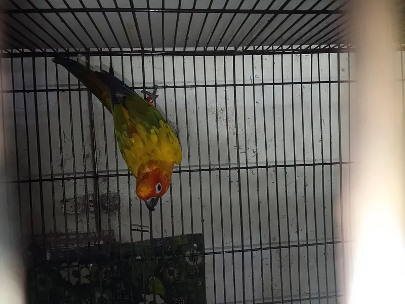 sun conure adult male. with DNA card — photo 5