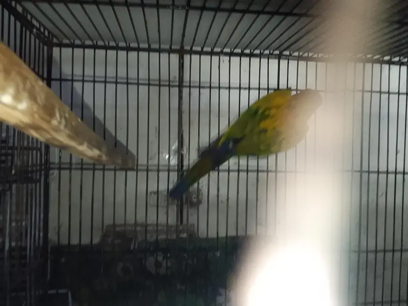 sun conure adult male. with DNA card — photo 6