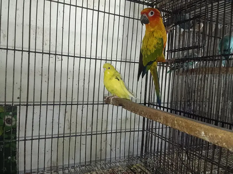 sun conure adult male. with DNA card — photo 7