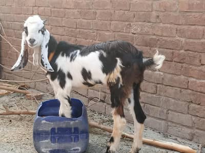 bakra for sale jis bhai ny lana ho 03041669295 nbr py rabta kry
