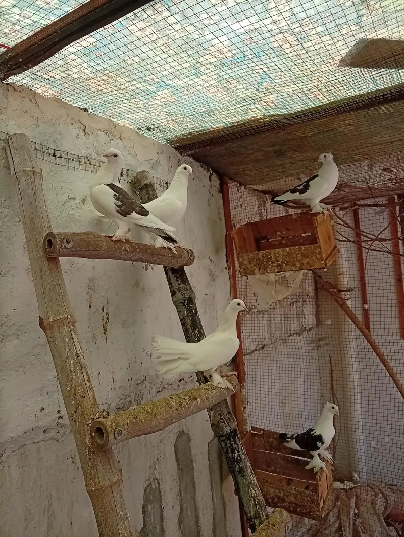 3 breeder pair with bachhe — photo 2