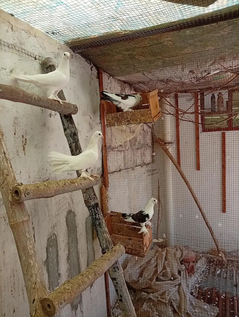 3 breeder pair with bachhe — photo 3