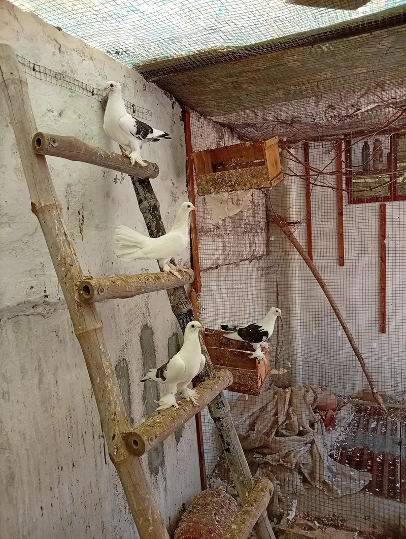 3 breeder pair with bachhe — photo 4