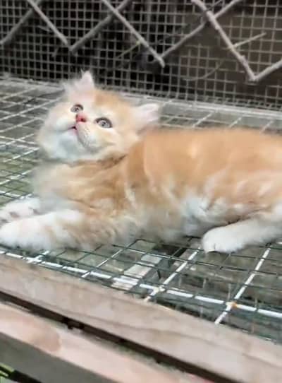 Persian kitten mail and female for saleContact my WhatsApp