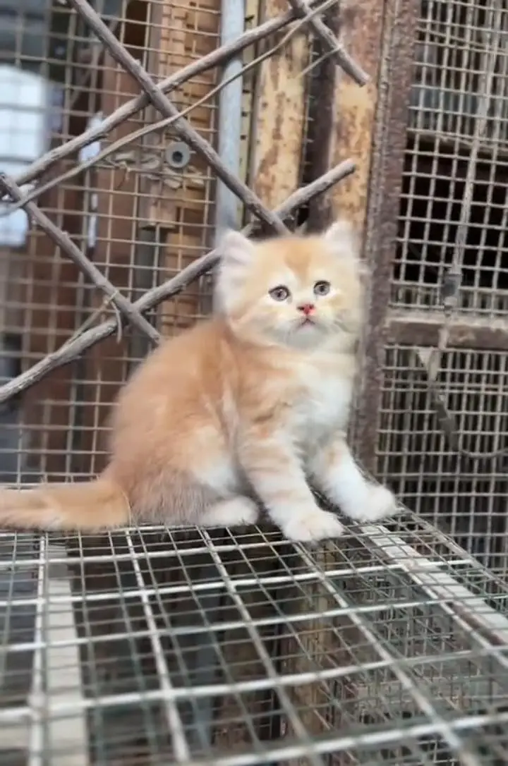 Persian kitten mail and female for saleContact my WhatsApp — photo 2