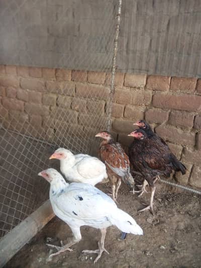 aseel pathi 6 for sale quality bird