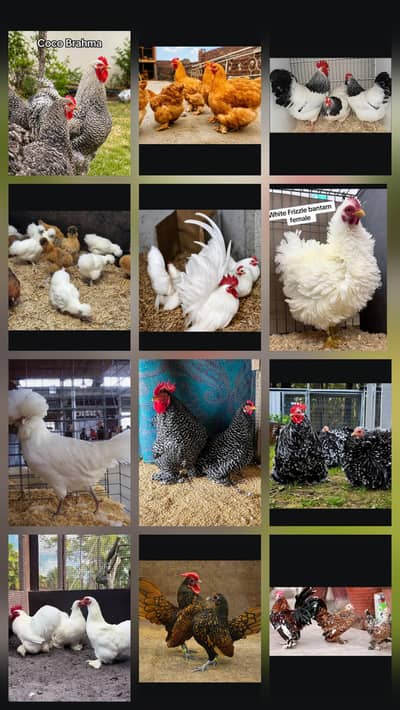 Fancy chicks /Golden Buff /Brahman /all Breeds are Available