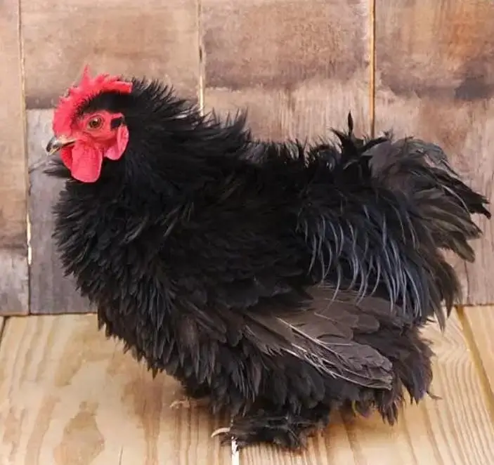 Fancy chicks /Golden Buff /Brahman /all Breeds are Available — photo 3