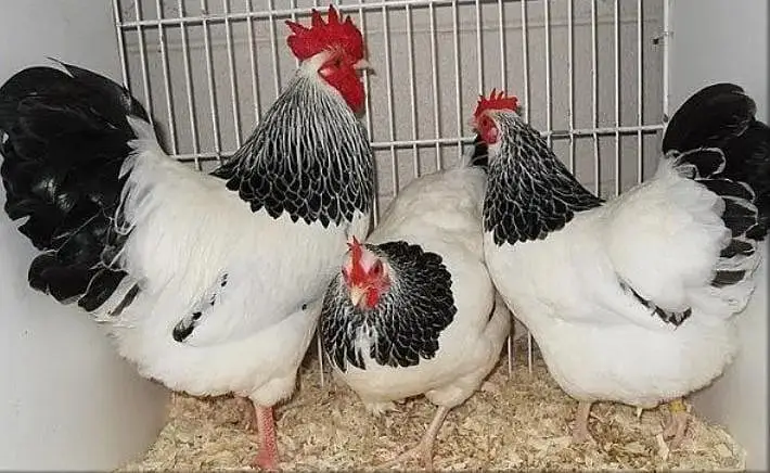 Fancy chicks /Golden Buff /Brahman /all Breeds are Available — photo 4