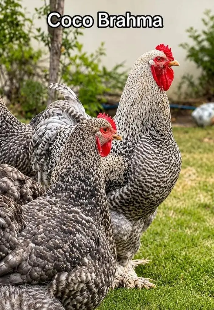 Fancy chicks /Golden Buff /Brahman /all Breeds are Available — photo 6