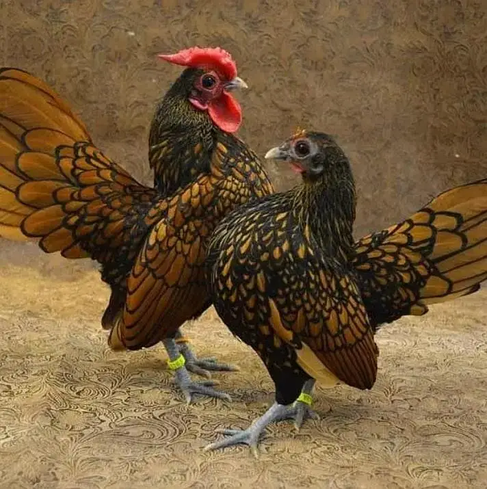 Fancy chicks /Golden Buff /Brahman /all Breeds are Available — photo 7