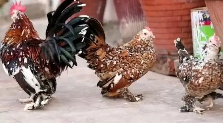 Fancy chicks /Golden Buff /Brahman /all Breeds are Available — photo 8