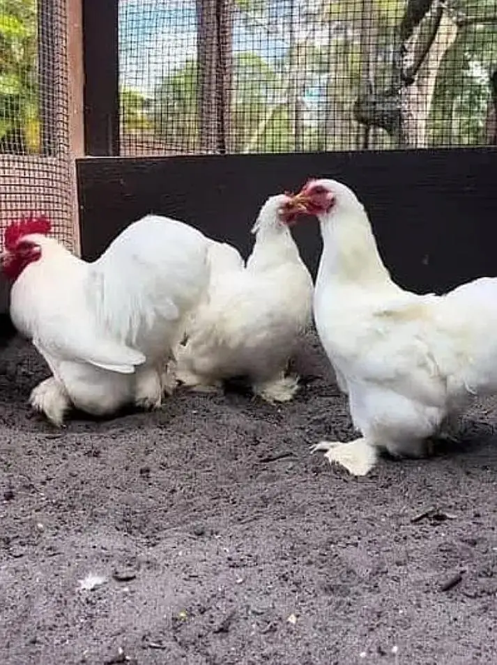Fancy chicks /Golden Buff /Brahman /all Breeds are Available — photo 9