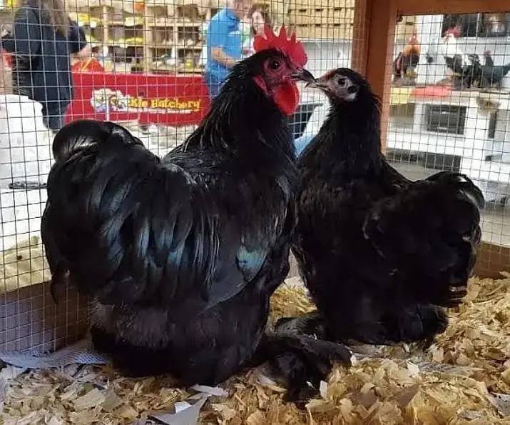 Fancy chicks /Golden Buff /Brahman /all Breeds are Available — photo 10