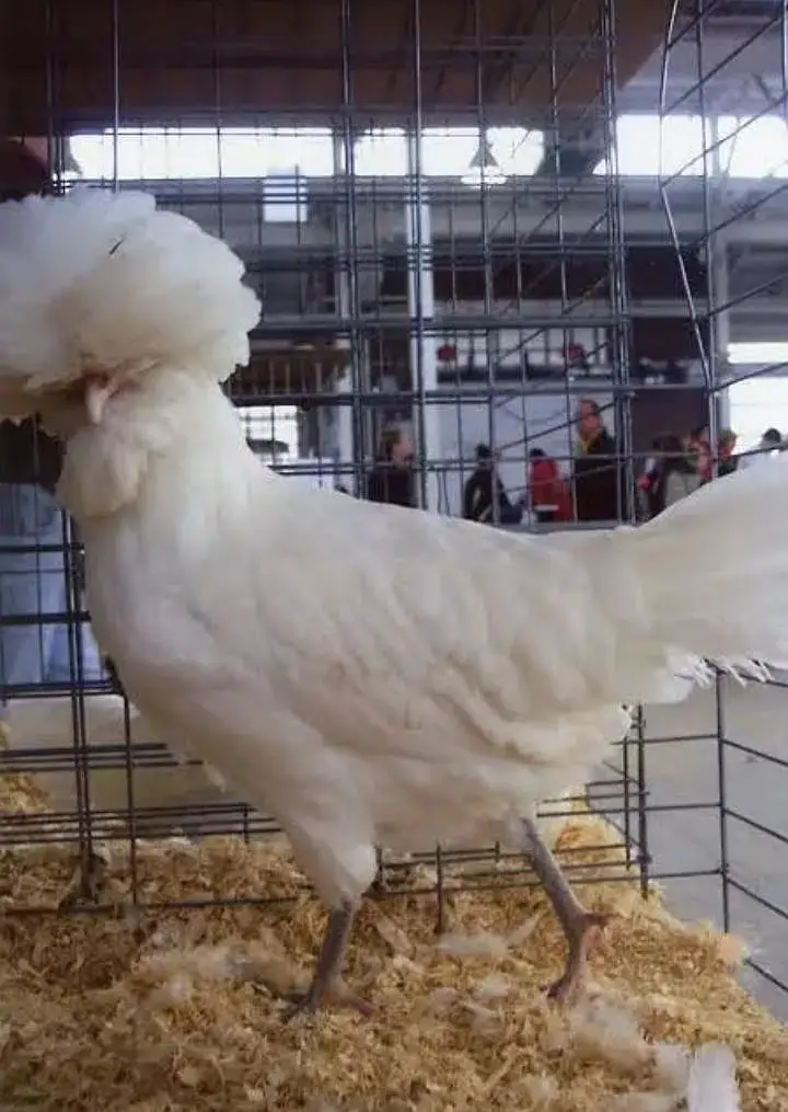 Fancy chicks /Golden Buff /Brahman /all Breeds are Available — photo 11