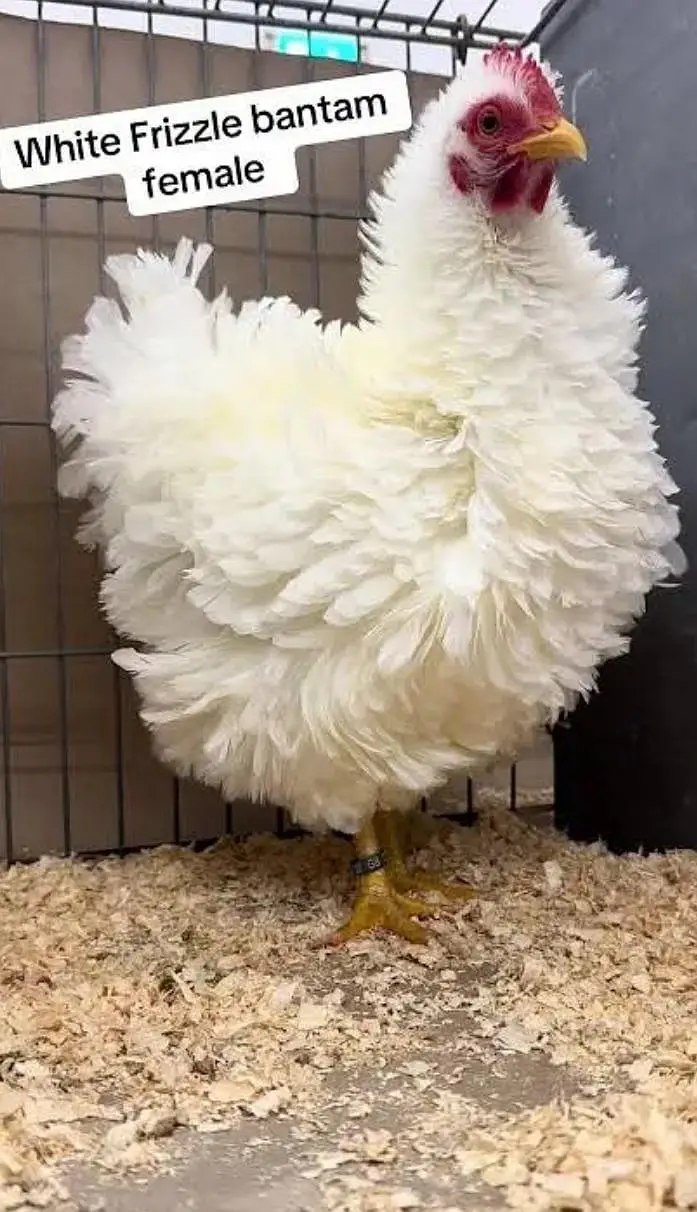Fancy chicks /Golden Buff /Brahman /all Breeds are Available — photo 12