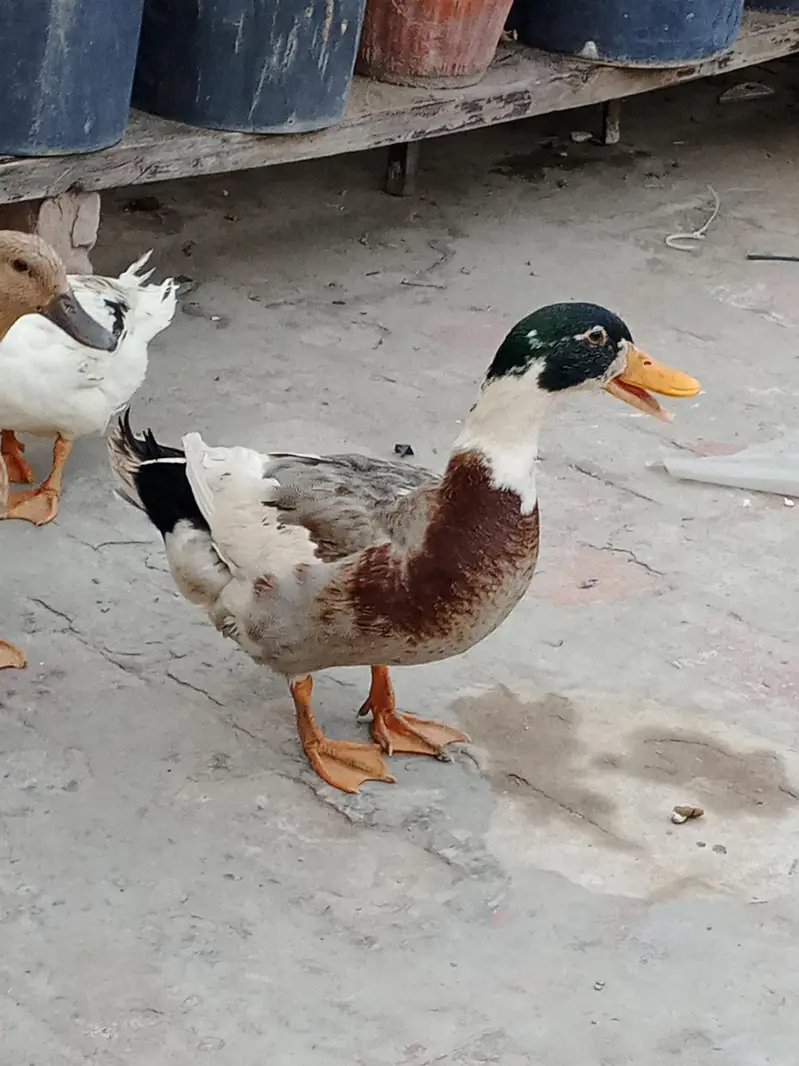 3 Ducks 1 male 2 female urgent sale — photo 3