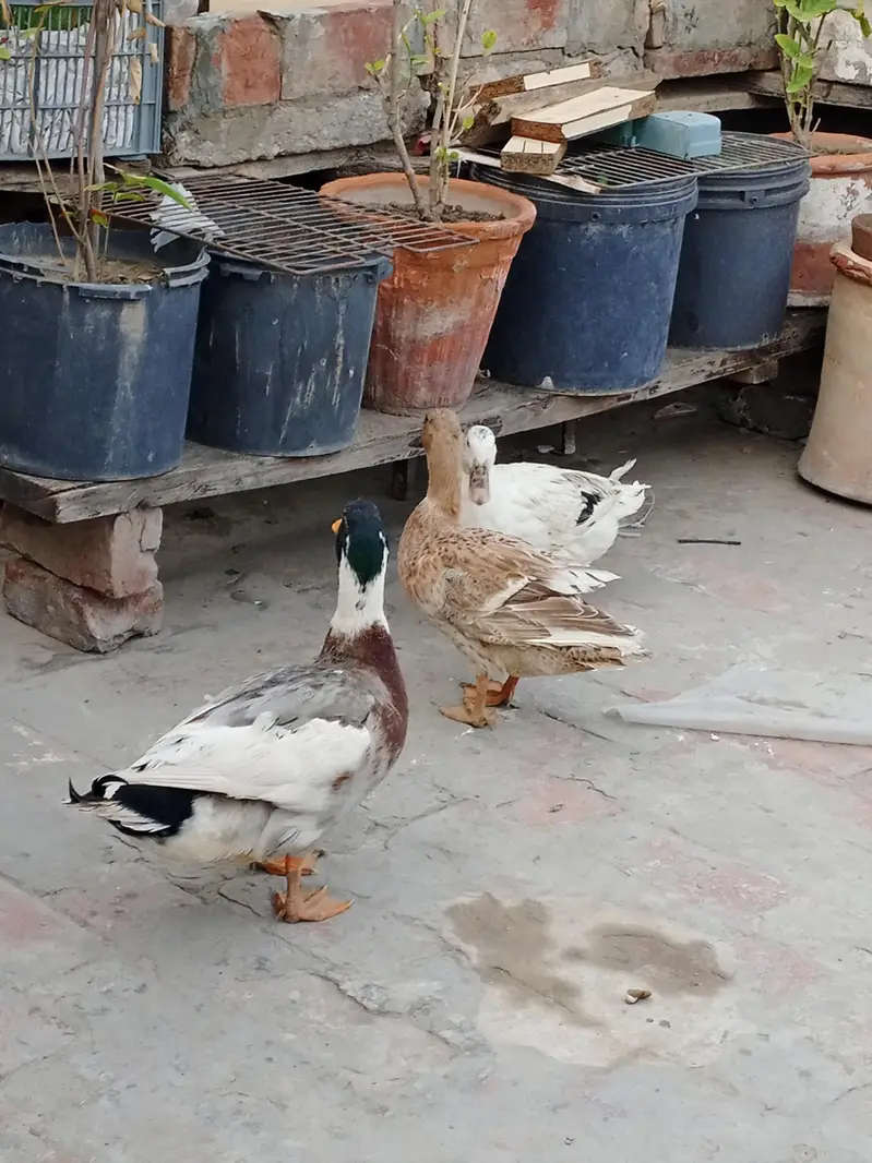 3 Ducks 1 male 2 female urgent sale — photo 5