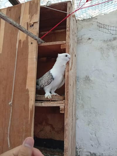 3 breeder pair with bachhe