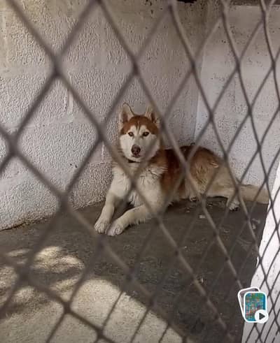 Siberian huski