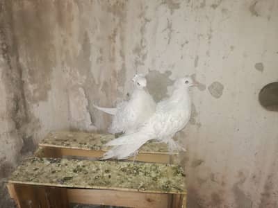 White FrillBack Breeder pairs