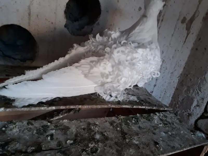White FrillBack Breeder pairs — photo 5