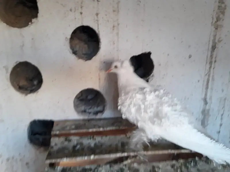 White FrillBack Breeder pairs — photo 8
