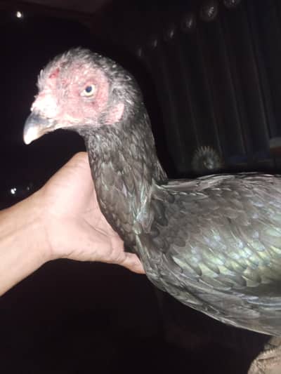 hen for sale