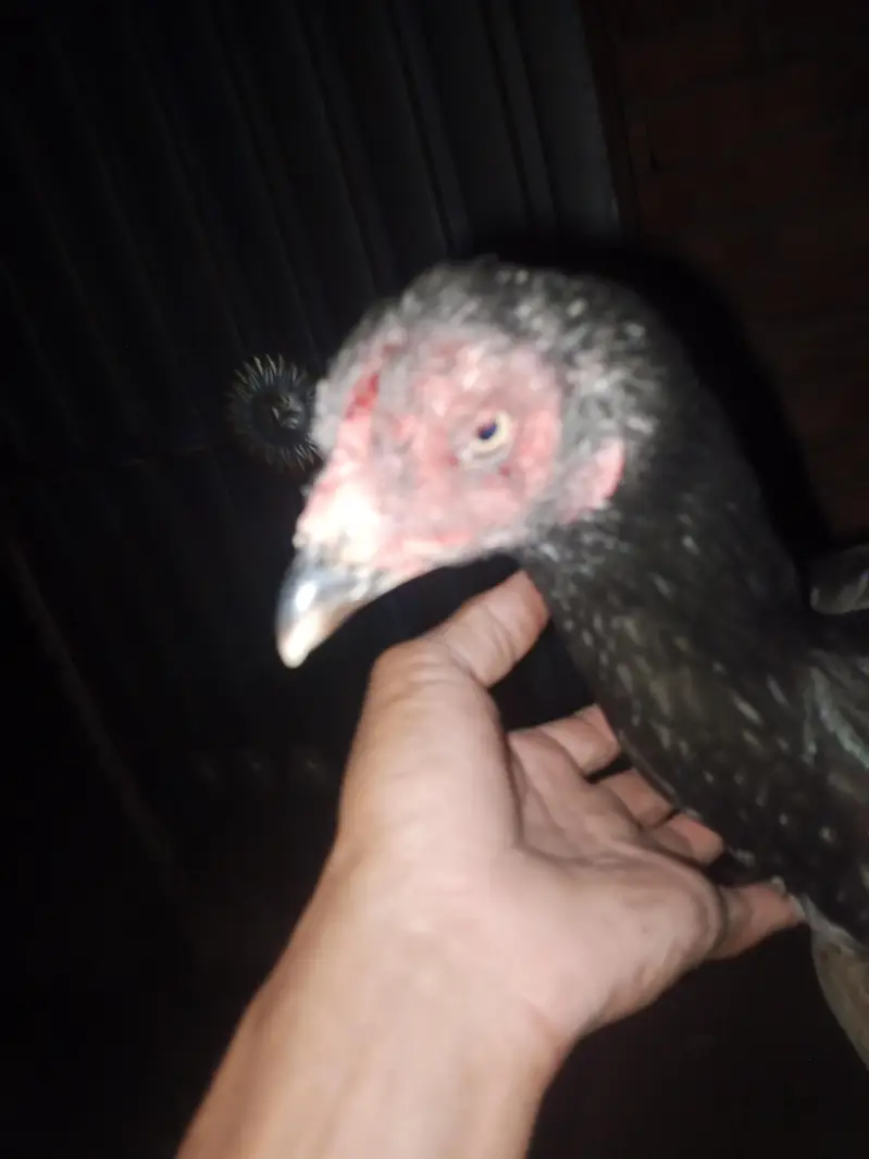 hen for sale — photo 2