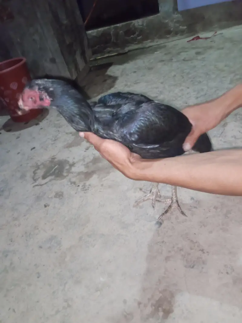 hen for sale — photo 3