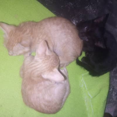 kittens for sale