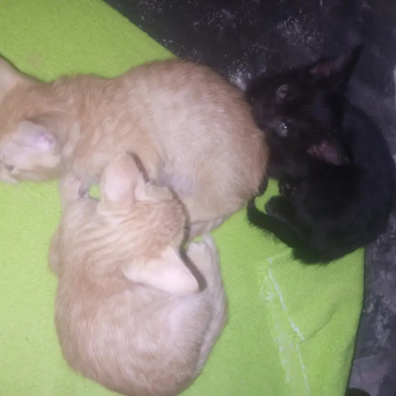 kittens for sale — photo 2