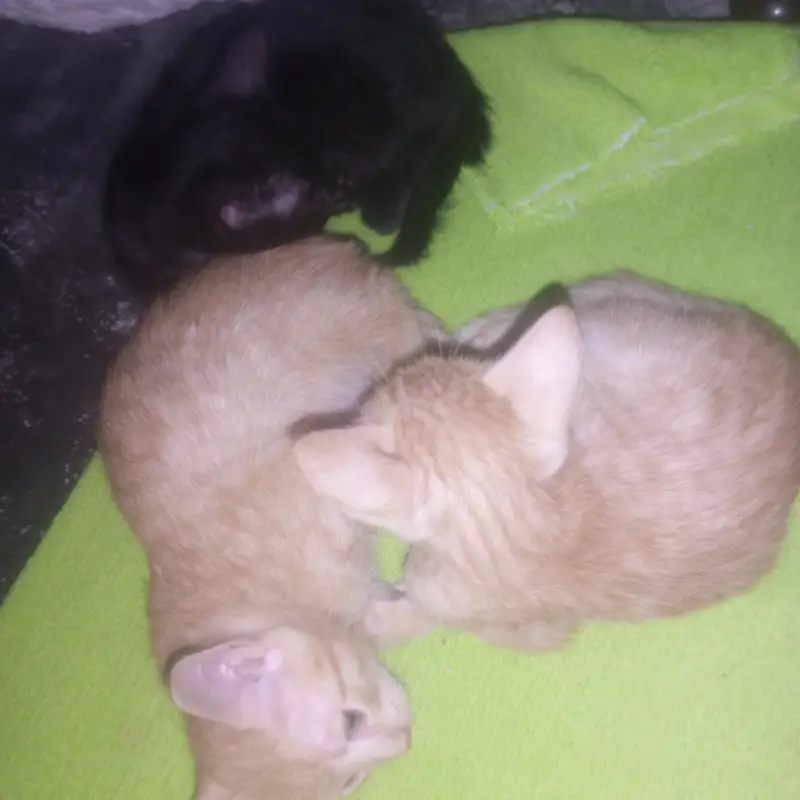 kittens for sale — photo 3