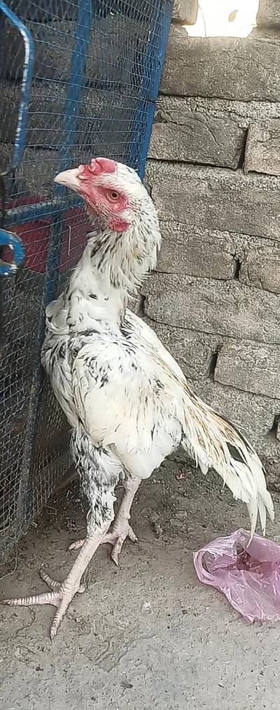 pathay for sale. . .