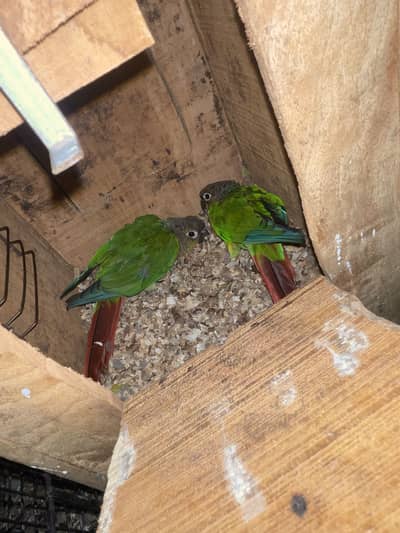 All bird’s For sell