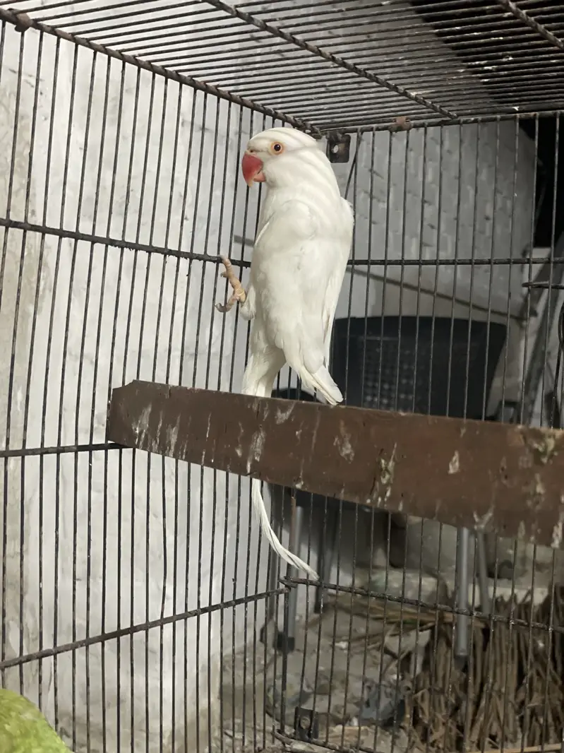 All bird’s For sell — photo 2