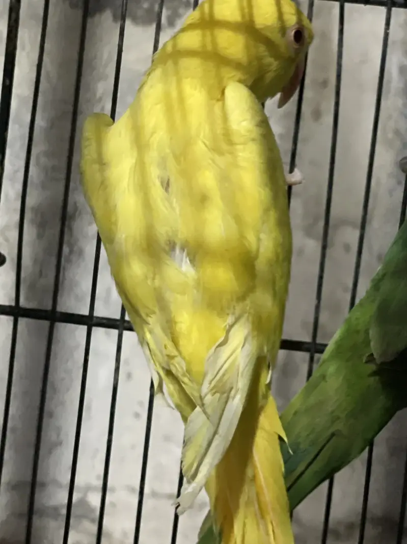 All bird’s For sell — photo 3