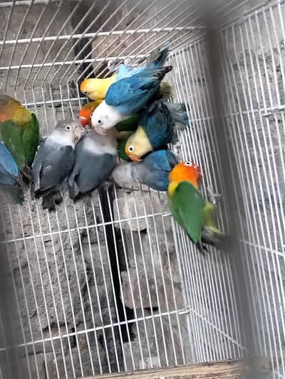 lovebirds breeder pairs available 3000