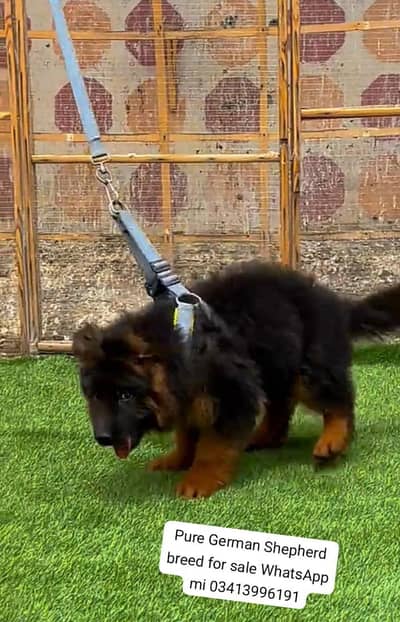 Pure German Shepherd breed for sale WhatsApp m
