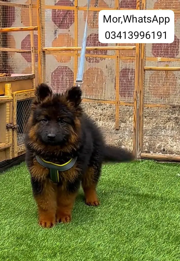 Pure German Shepherd breed for sale WhatsApp m — photo 2