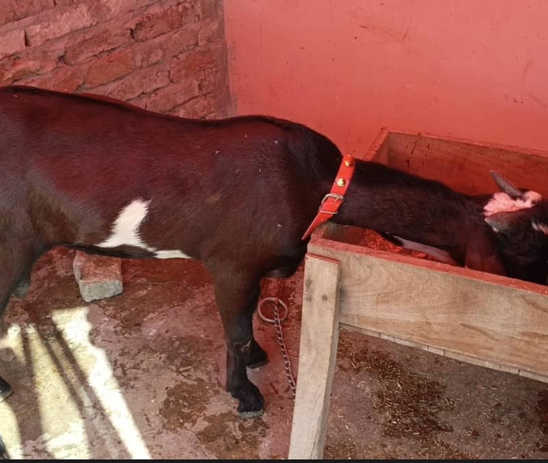 Desi Bakra 0