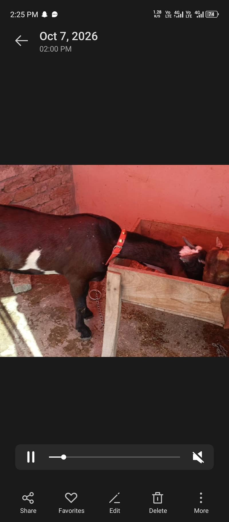 Desi Bakra 1