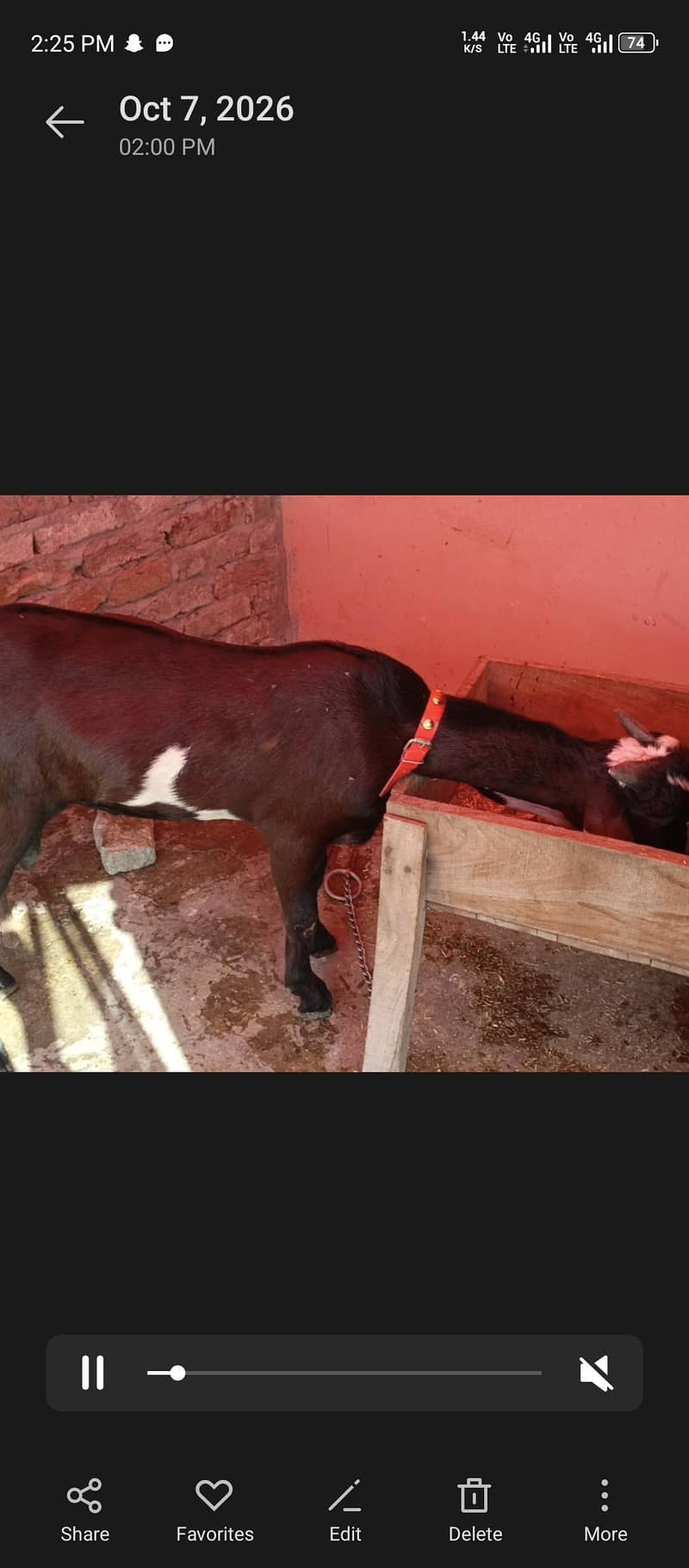 Desi Bakra 2
